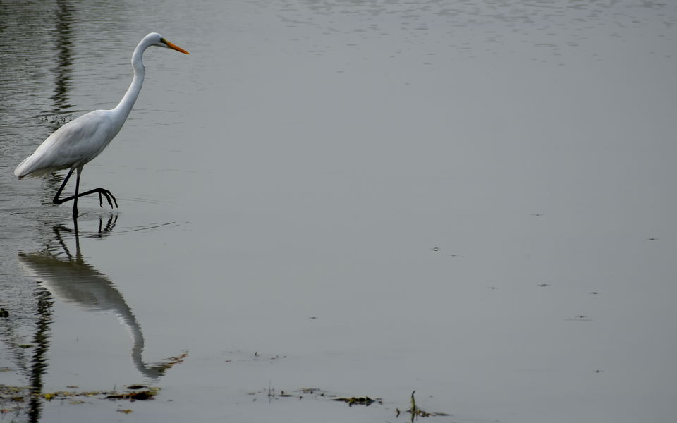 Photo of Pobitora Wildlife Sanctuary 7/13 by Niraj Mani Chourasia