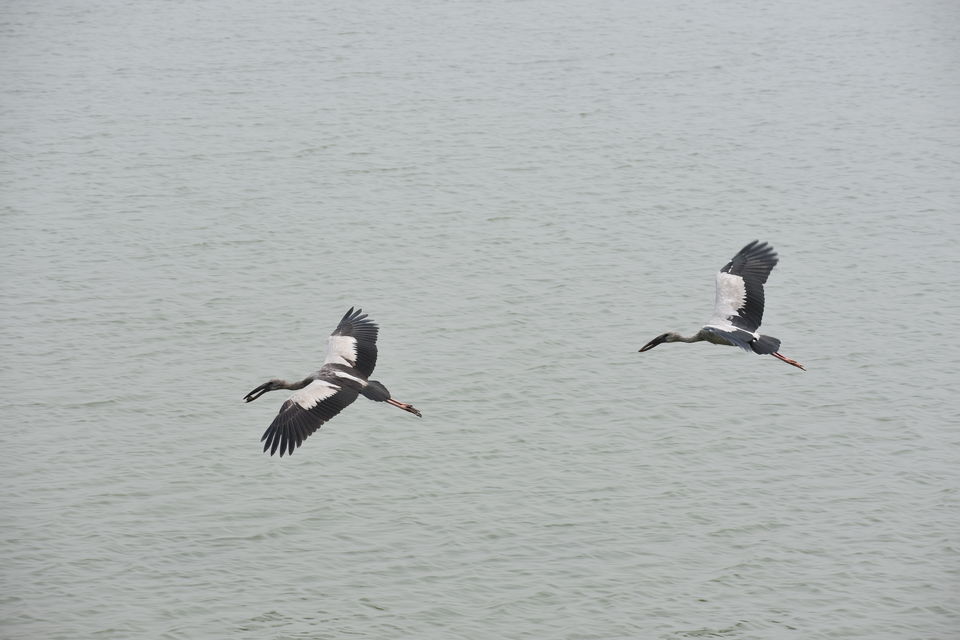 Photo of Pobitora Wildlife Sanctuary 8/13 by Niraj Mani Chourasia
