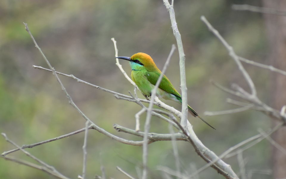 Photo of Pobitora Wildlife Sanctuary 9/13 by Niraj Mani Chourasia