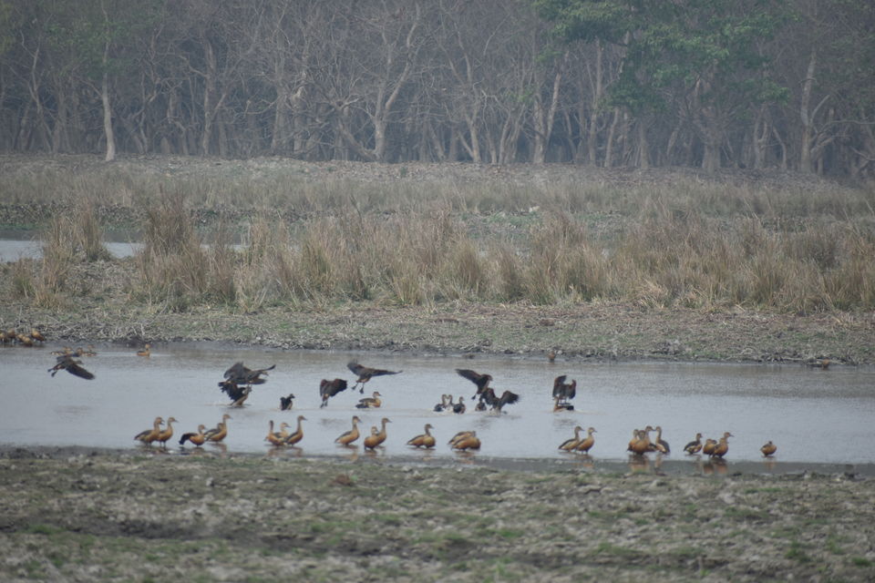 Photo of Pobitora Wildlife Sanctuary 10/13 by Niraj Mani Chourasia