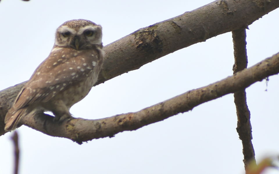 Photo of Pobitora Wildlife Sanctuary 11/13 by Niraj Mani Chourasia
