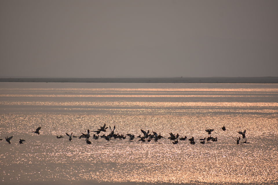 Photo of Pobitora Wildlife Sanctuary 12/13 by Niraj Mani Chourasia