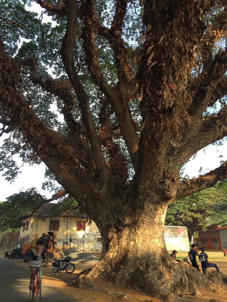 Photo of Fort Kochi, a paradise hidden in Kerala. 15/33 by Neha Dharwar
