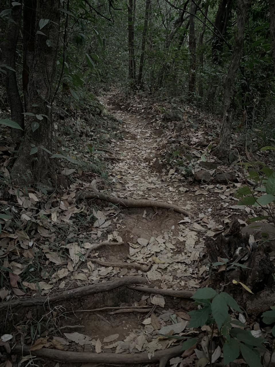 Photo of A cabin in the woods, Machan. by Neha Dharwar