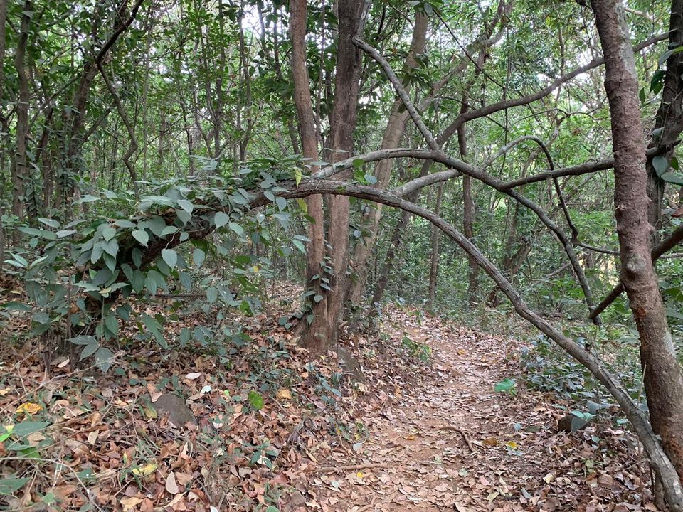 Photo of A cabin in the woods, Machan. 5/6 by Neha Dharwar