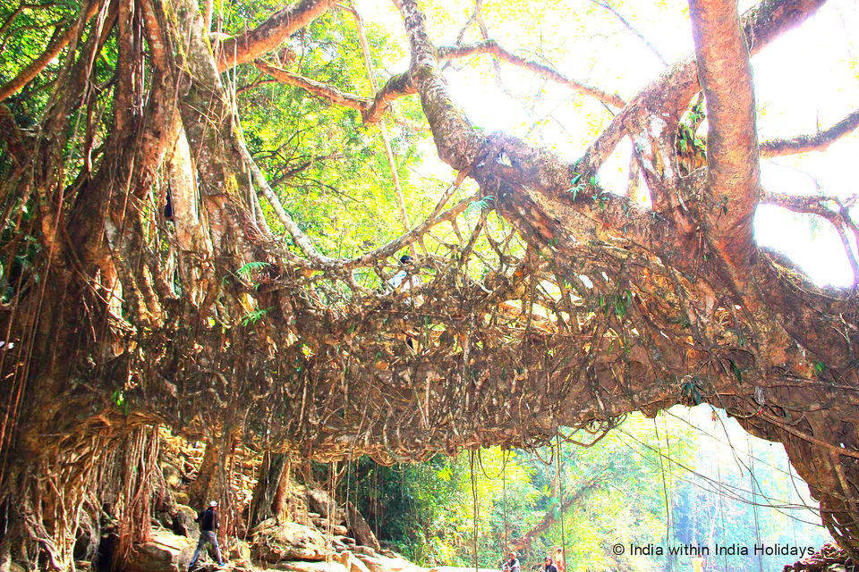 Photo of A Trip to Asia's Cleanest Villages & God's Own Garden: Mawlynnong 7/7 by Jagdish Prasad