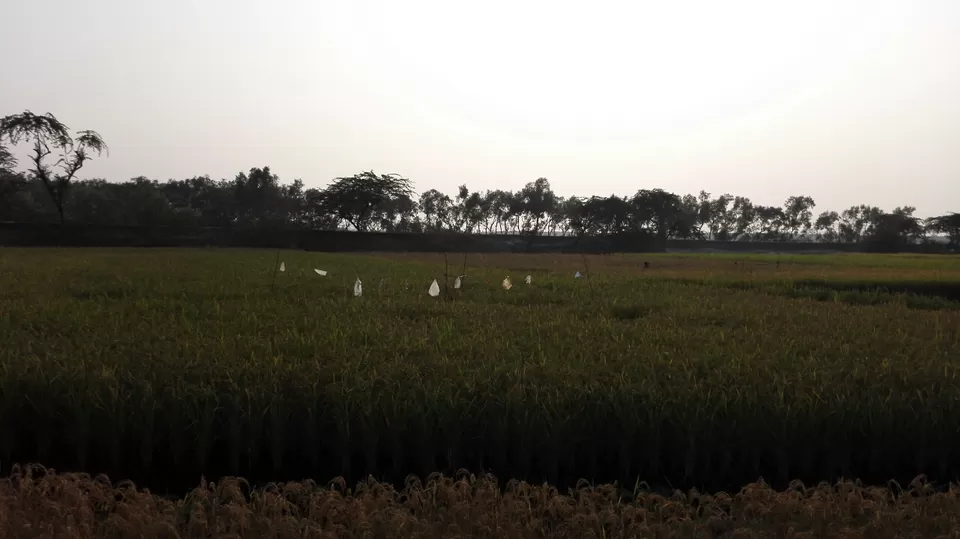 Photo of Sundarbans by Ajanta Boro