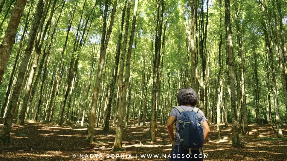 Photo of Kebun Raya Bali, Candikuning, Tabanan Regency, Bali, Indonesia by nabeso