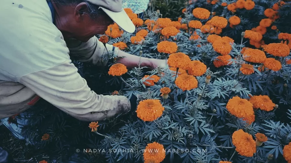 Photo of Kintamani, Bangli Regency, Bali, Indonesia by nabeso