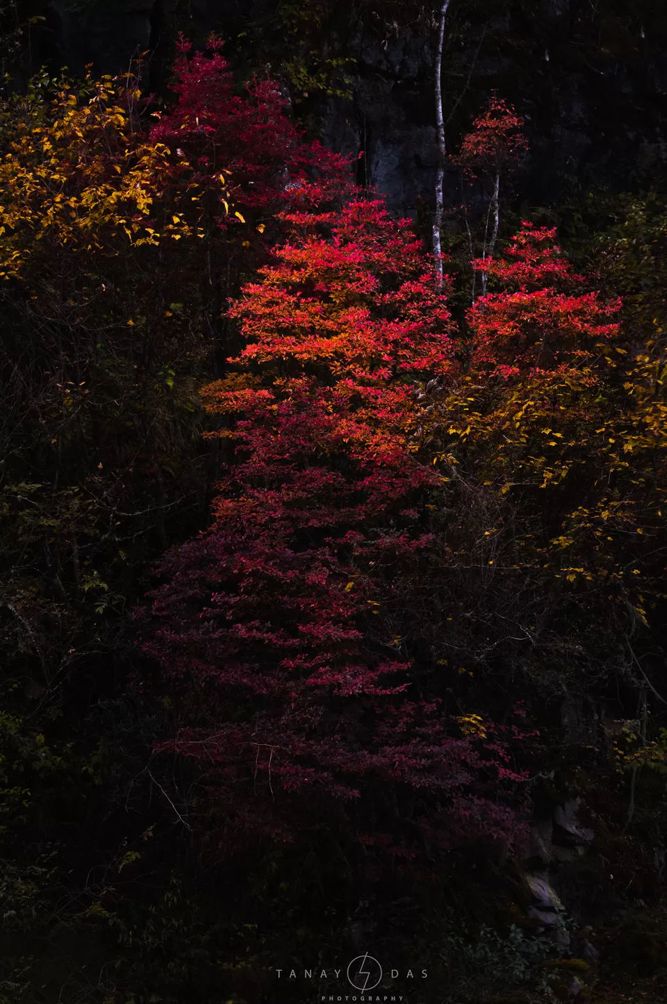 Photo of Yumthang, Sikkim, India by Tanay Das