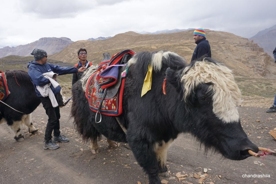 Photo of Yak Safari @ Spiti by Chandrashila