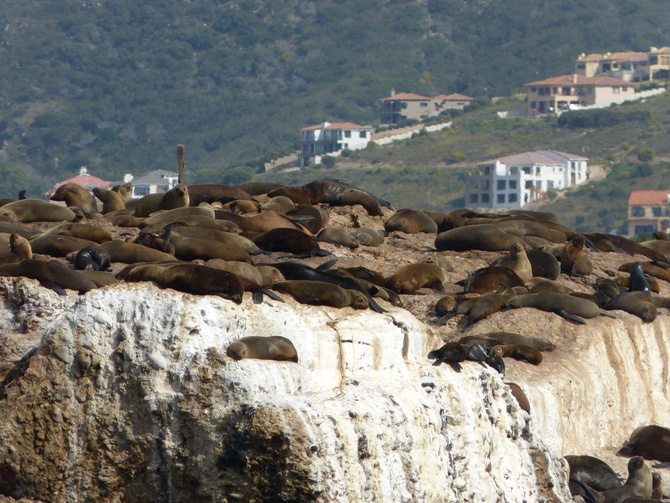 Photo of Seal Island, Mossel Bay Seal Island Reserve, South Africa by Amy Adams