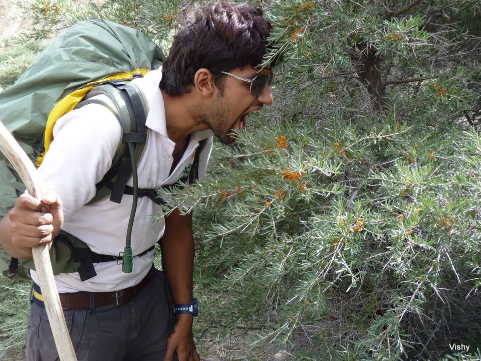 Photo of Kang yatse Expedition, Ladakh 15/28 by mohit
