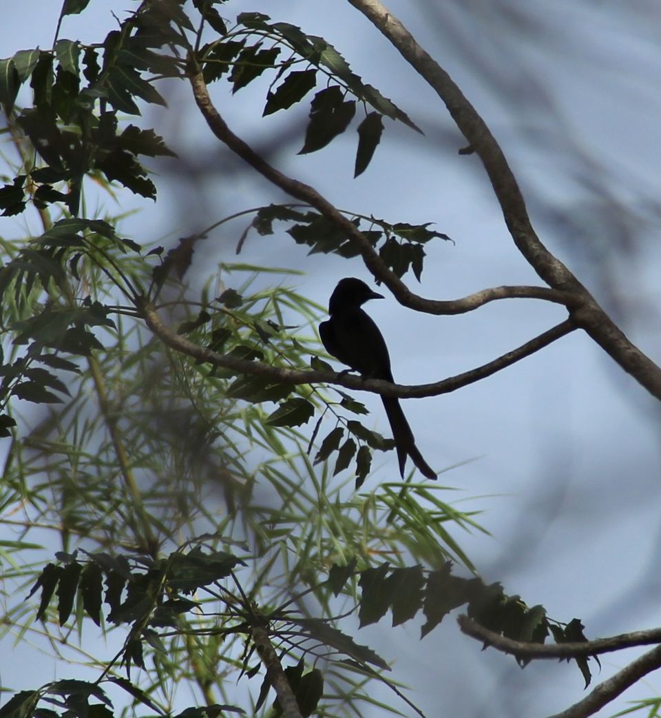 Photo of Delhi Chronicles: Asola Bhatti Wildlife Park 12/18 by Satish TD