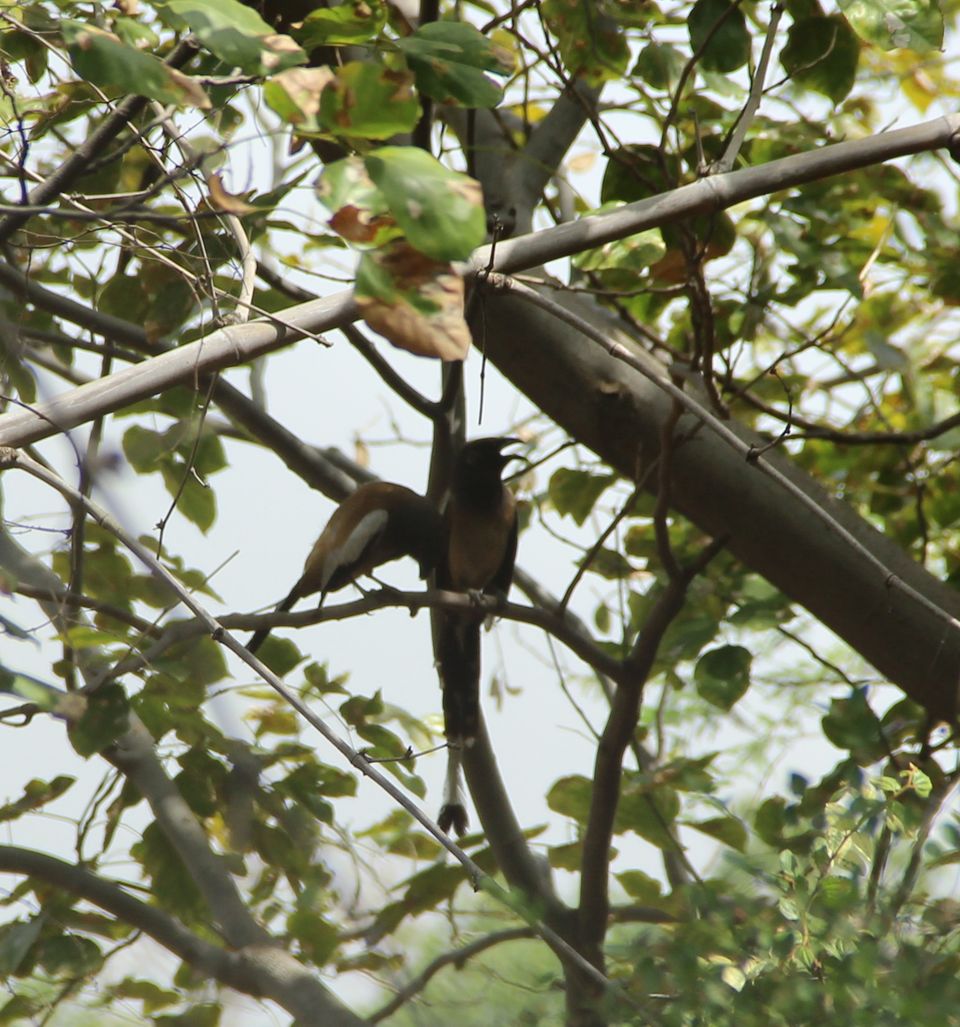 Photo of Delhi Chronicles: Asola Bhatti Wildlife Park 13/18 by Satish TD