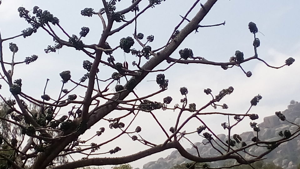 Photo of Away from Bangalore for a Day by sree