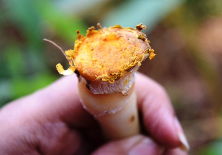 Photo of Unseen Goa: Sahakari Spice Farm & Mangeshi Temple by Ankita & Mohit