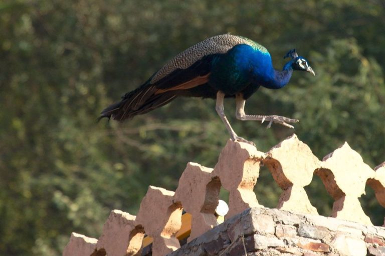 Photo of Delhi to Jaipur: A Road Trip With a Royal Twist by Ankita & Mohit