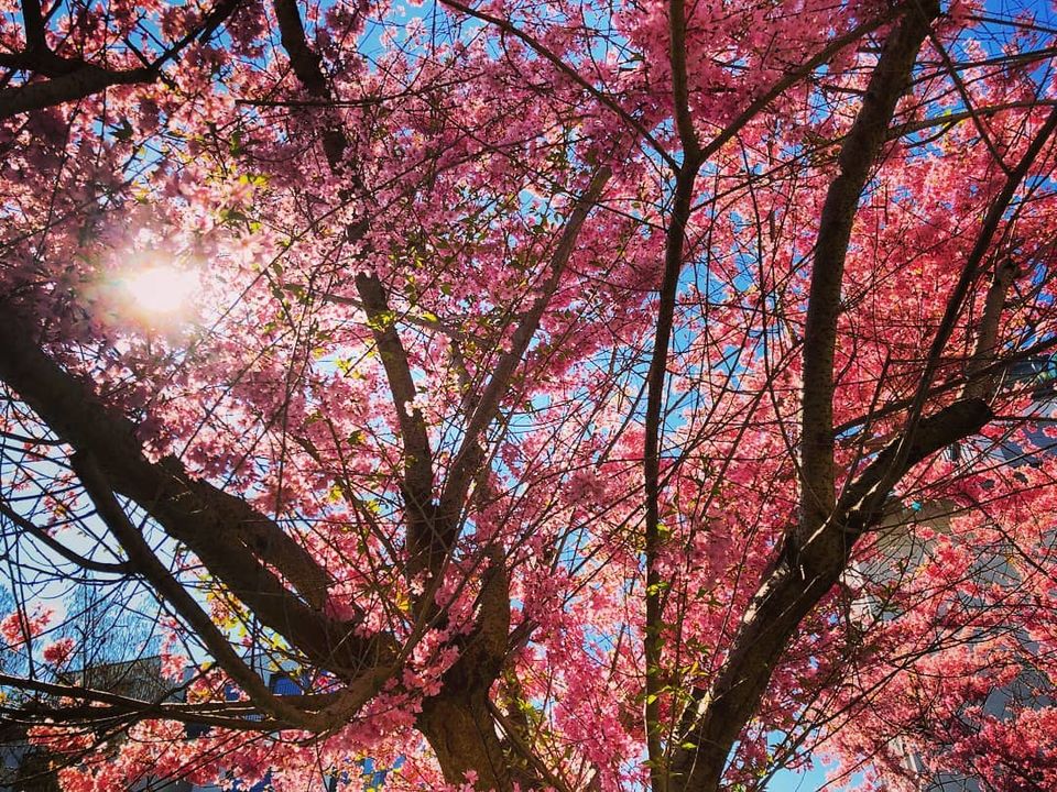 Photo of This European City Has A Cherry Blossom Avenue Just Like Japan! by Ankita & Mohit