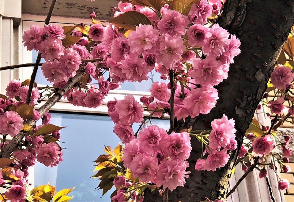 Photo of Heerstraße, Bonn, Germany by Ankita & Mohit