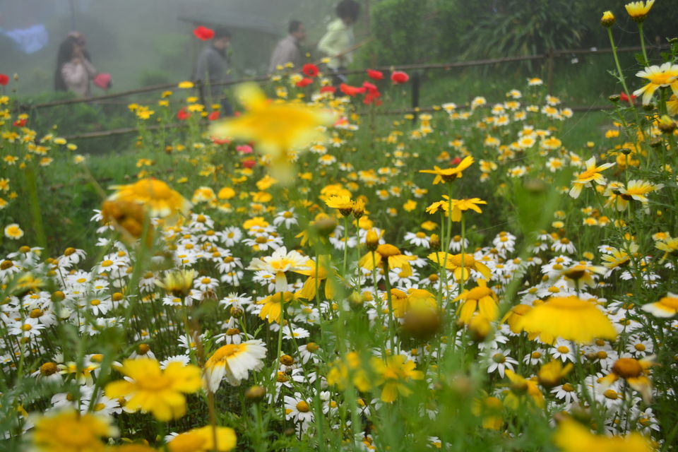 Photo of Batasia Loop, West Point, Darjeeling, West Bengal by Niyati Shah