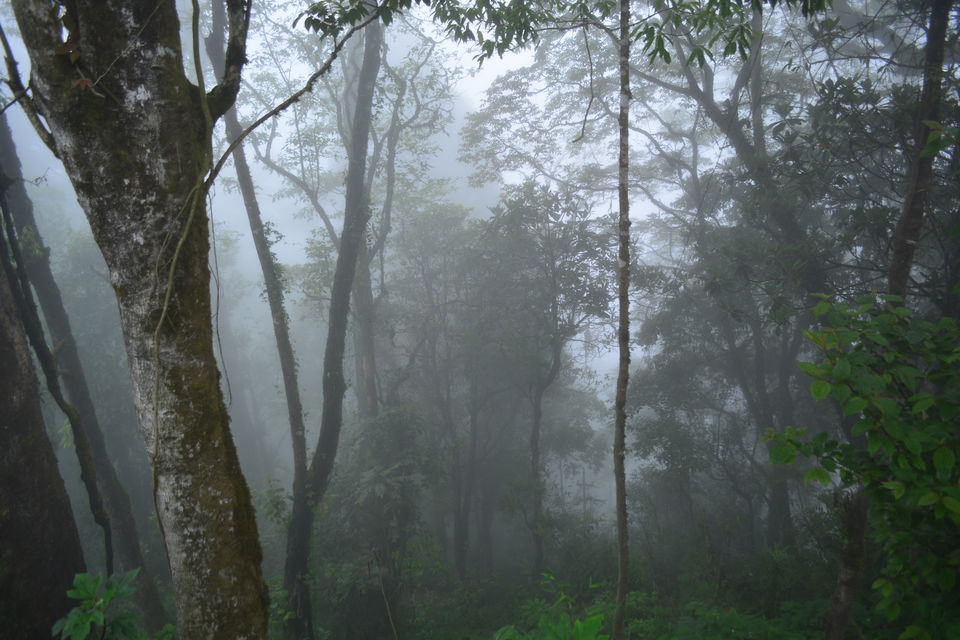 Photo of Peace Pagoda, Darjeeling, West Point, Darjeeling, West Bengal, India by Niyati Shah