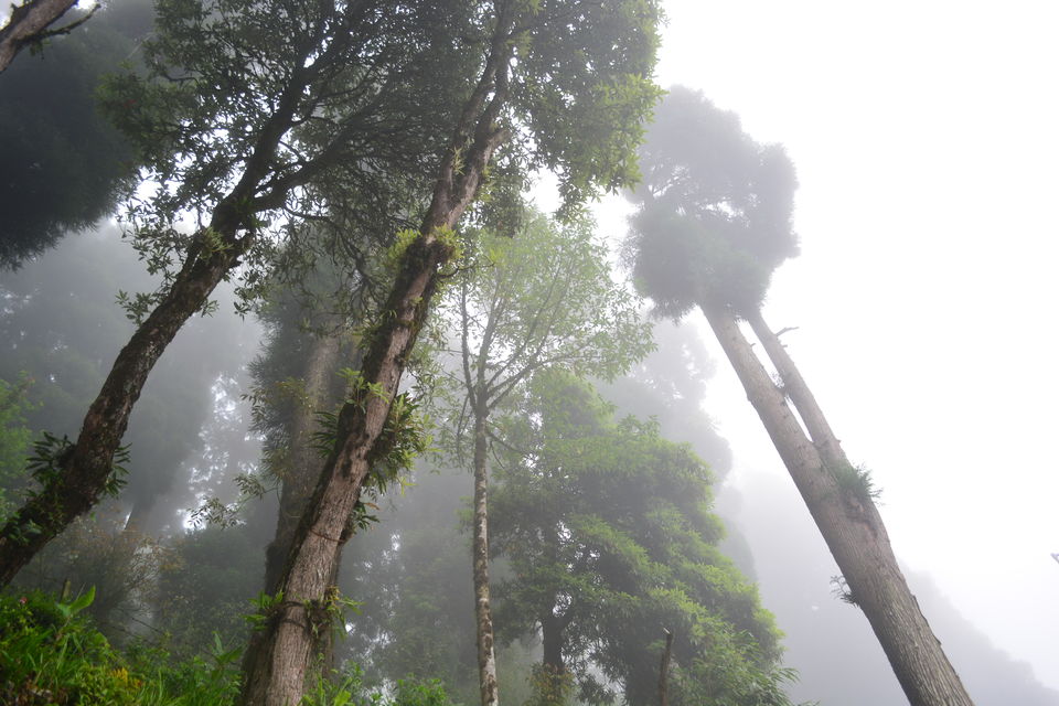 Photo of Peace Pagoda, Darjeeling, West Point, Darjeeling, West Bengal, India by Niyati Shah