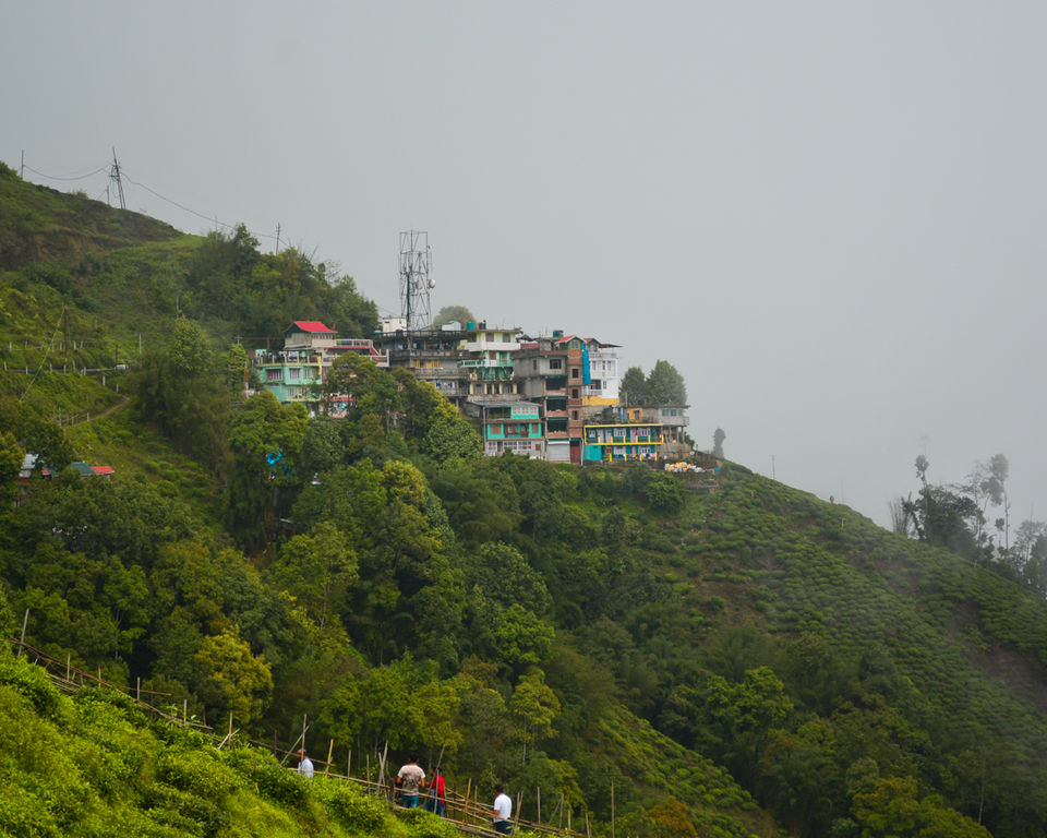 Photo of Tea Garden View, Upper Bhutia Busty, Darjeeling, West Bengal, India by Niyati Shah