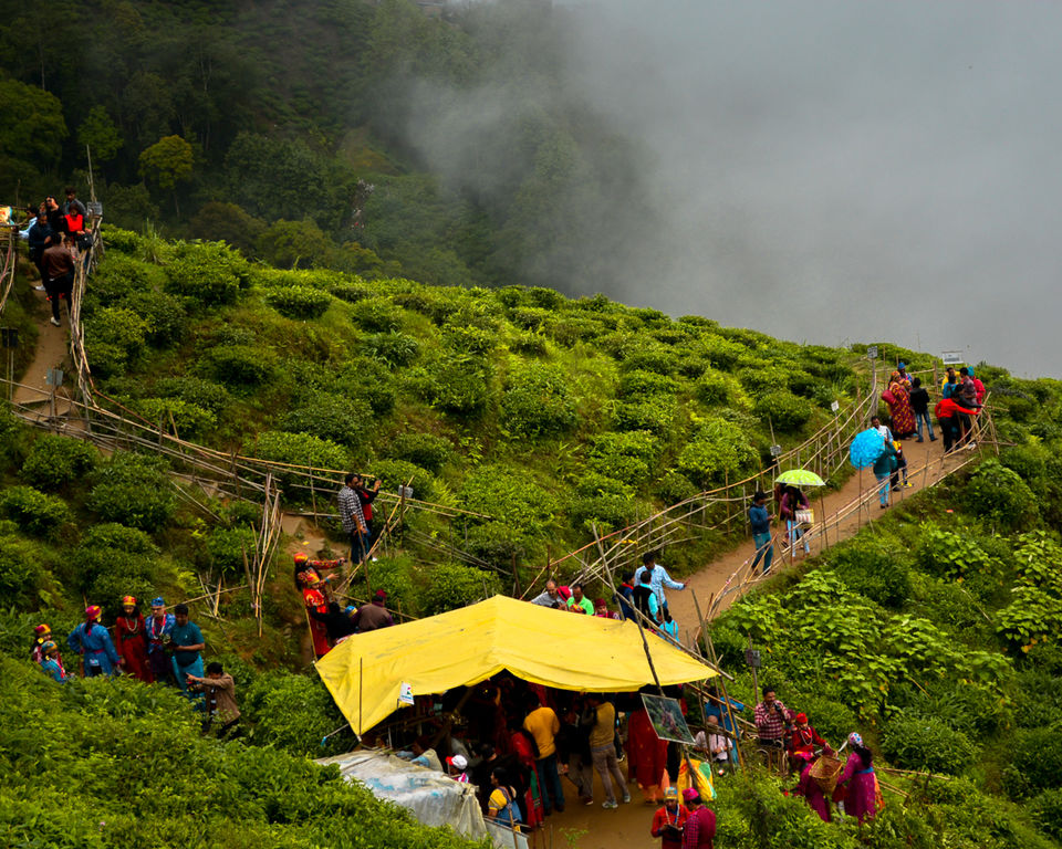 Photo of Tea Garden View, Upper Bhutia Busty, Darjeeling, West Bengal, India by Niyati Shah
