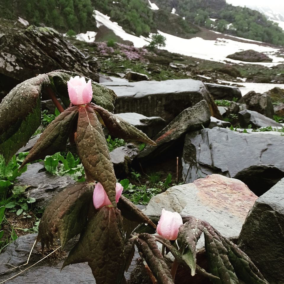 Photo of Beas Kund Trek - Complete Photo Guide 16/20 by Anchal