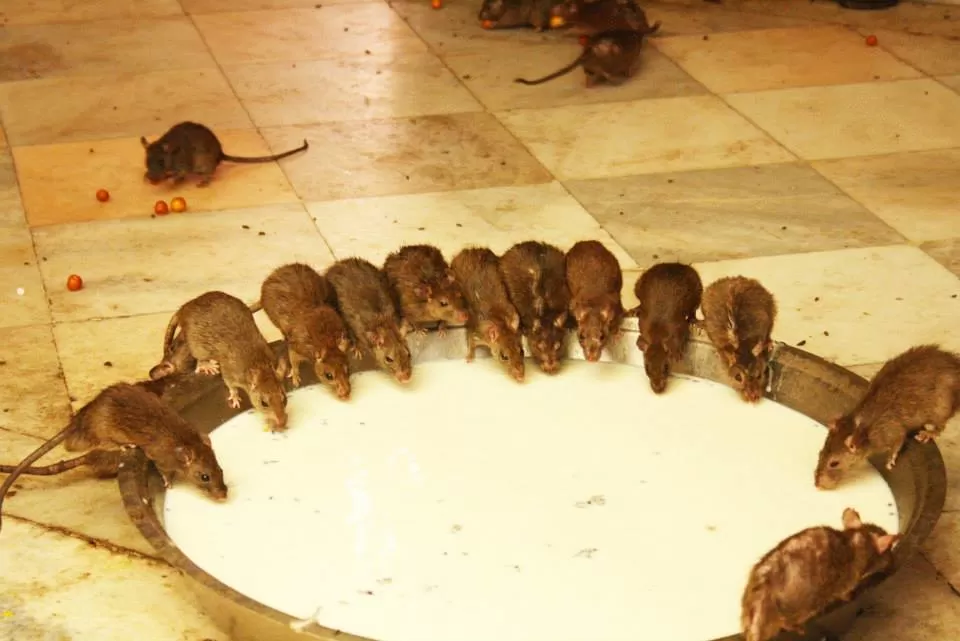 Photo of Rat Temple, Bikaner, Rajasthan, India by Manasi Mishra