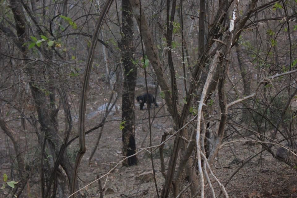 Photo of Waiting For The Tiger At Ranthambore National Park 3/3 by Nutterbugg