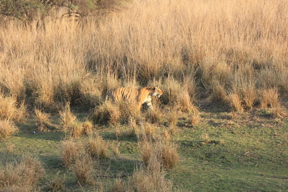 Photo of Waiting For The Tiger At Ranthambore National Park 2/3 by Nutterbugg