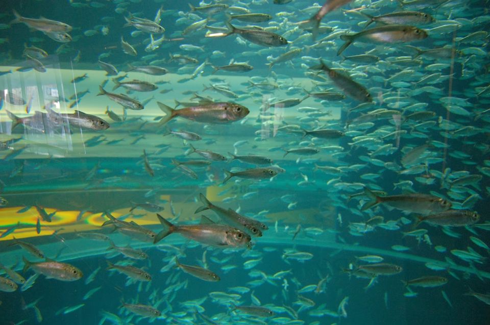 Photo of Ripley’s Aquarium of Canada, Bremner Boulevard, Toronto, ON, Canada by Holly