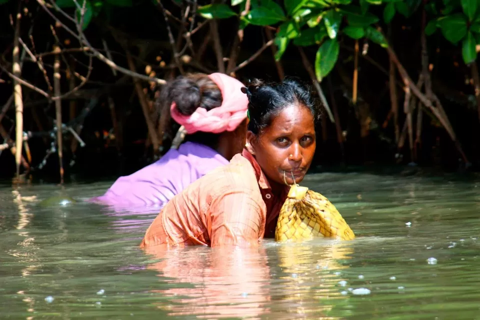 Photo of Mangrove Forest, Pichavaram by Archana Singh