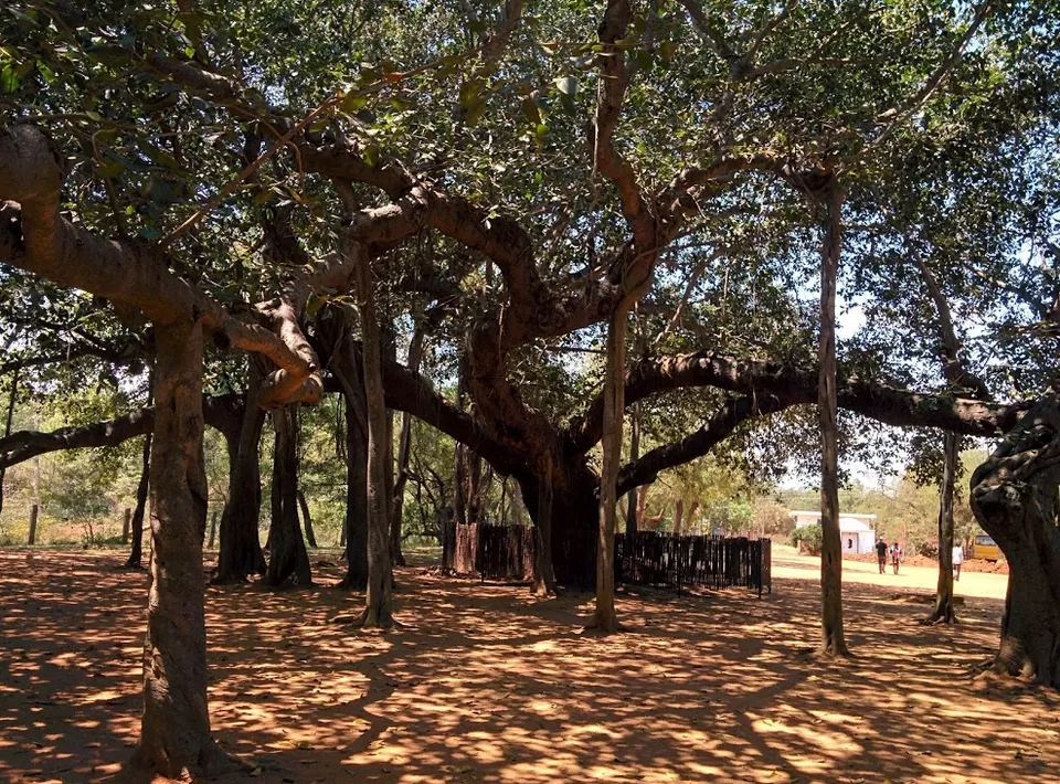 Photo of Auroville, Auroville, Bommayapalayam, Tamil Nadu, India by Archana Singh