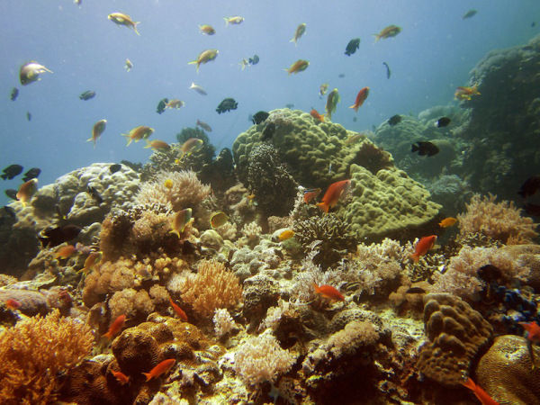Photo of Puerto Galera – the Gateway to Spectacular Underwater World 7/15 by Archana Singh