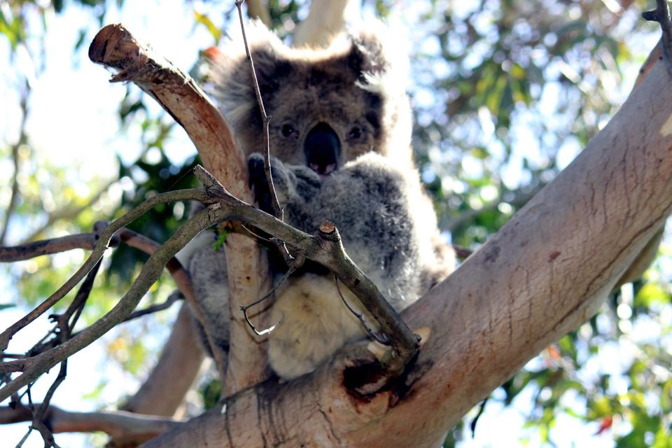 Photo of Practical Tips for Your First Time Travel to Australia 6/19 by Archana Singh