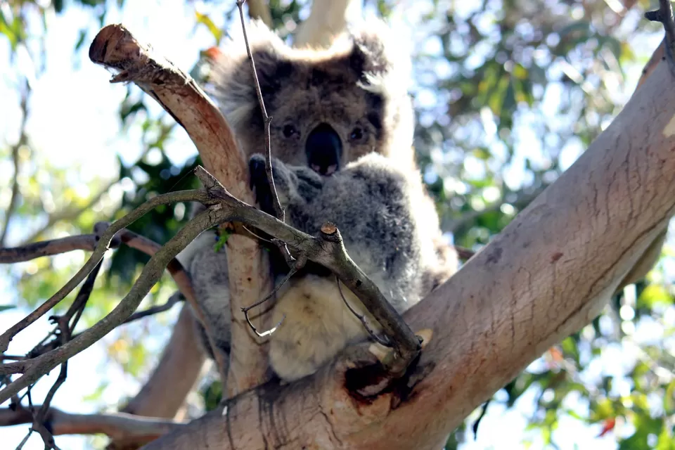 Photo of Great Ocean Road, Wye River, Victoria, Australia by Archana Singh
