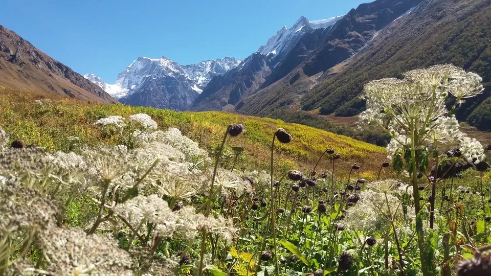 Photo of Valley of flowers by Anuj Chauhan