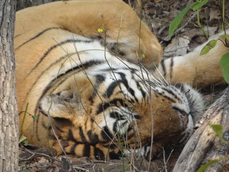 Photo of Ranthambore Zone 6 by Ashish Saxena