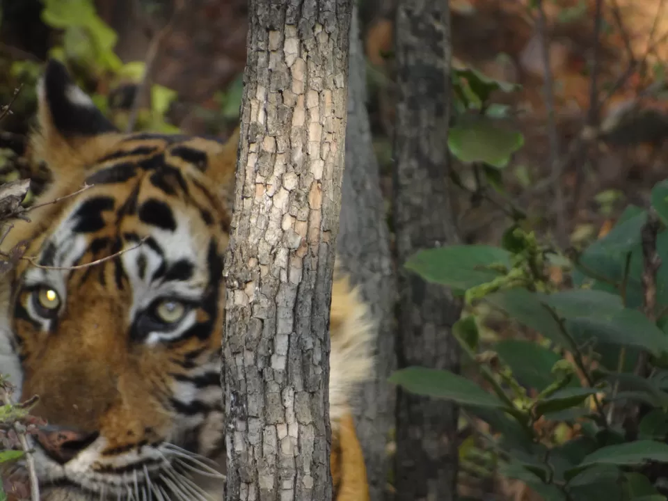 Photo of Ranthambore Zone 6 by Ashish Saxena
