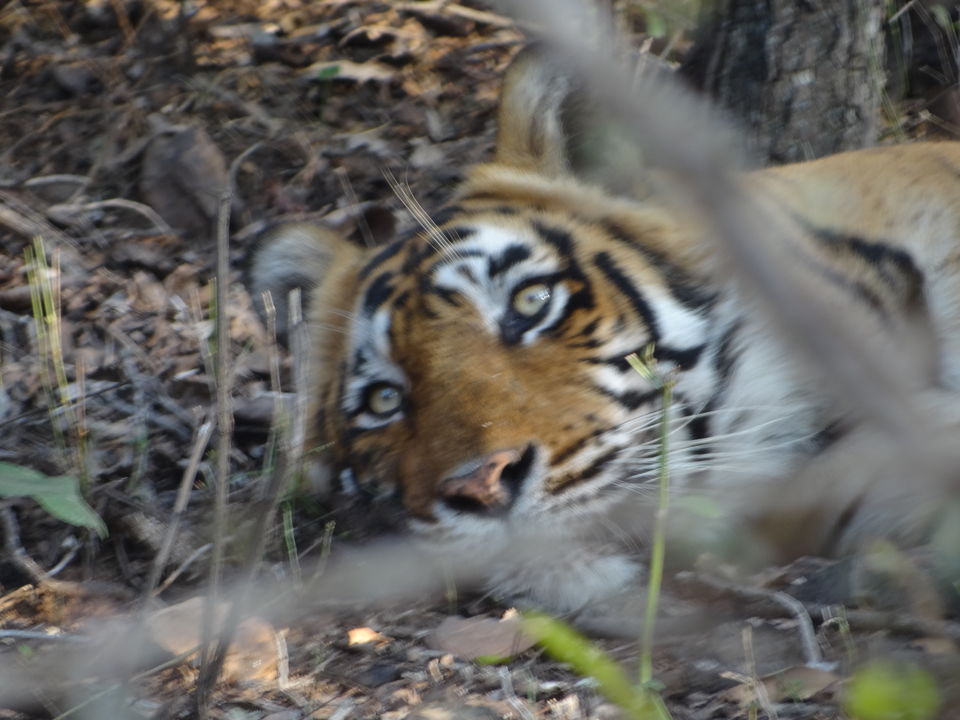Photo of Ranthambore Zone 6 by Ashish Saxena