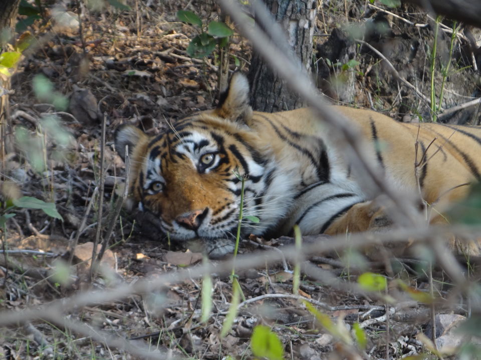 Photo of Ranthambore Zone 6 by Ashish Saxena