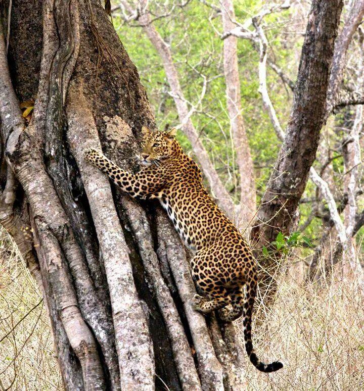 Photo of Ranthambore Zone 6 by Ashish Saxena