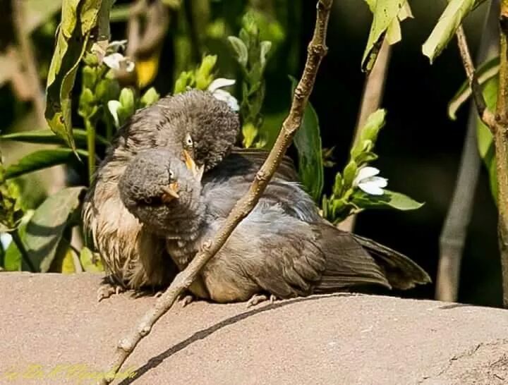 Photo of Ranthambore Zone 6 by Ashish Saxena