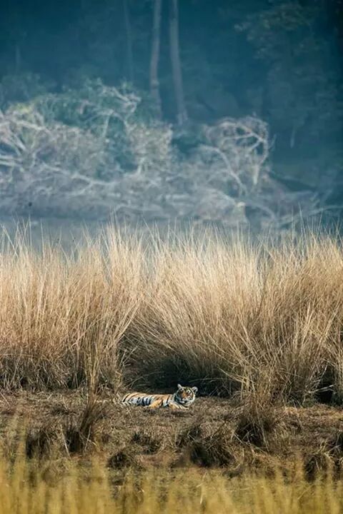 Photo of Ranthambore Zone 6 by Ashish Saxena