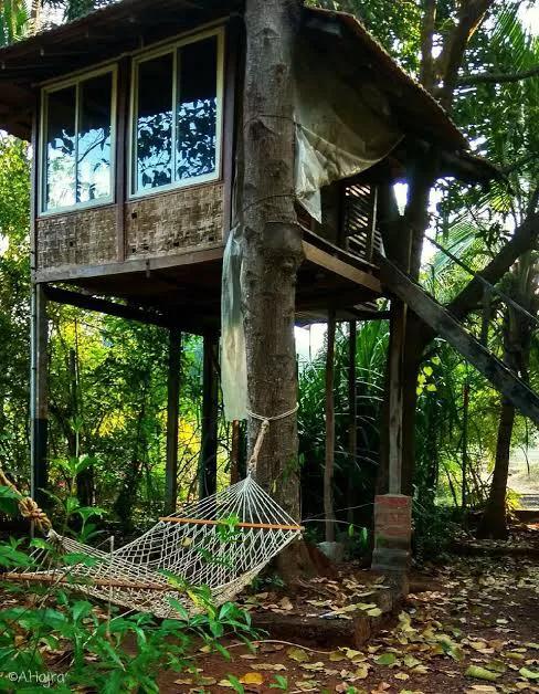 Photo of Live In A ‘Tree House’ Near Mumbai by SONIA DAVID