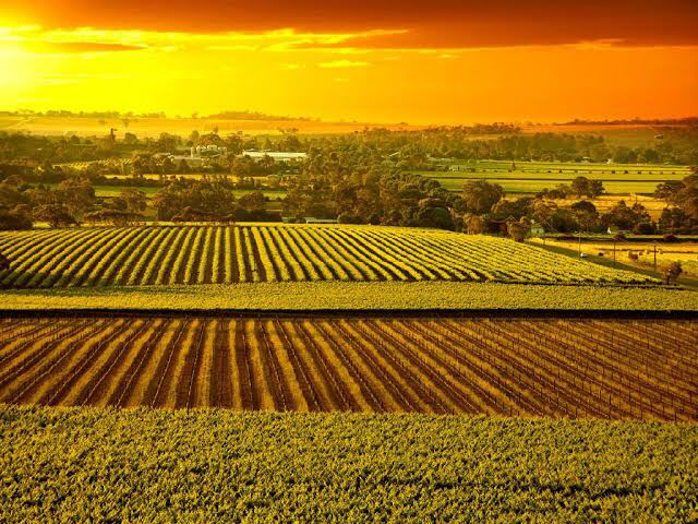 Photo of Australia’ Great Food And Wine Itinerary - Adelaide! by SONIA DAVID