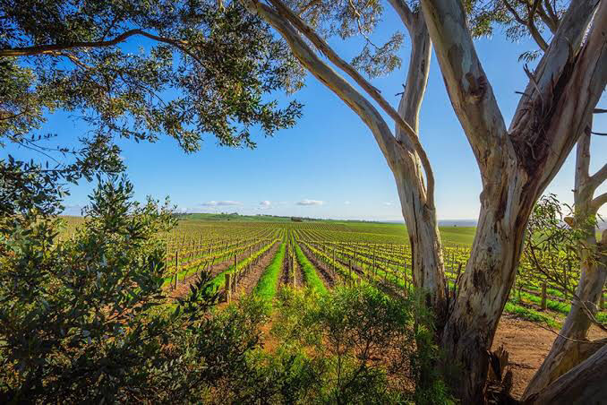 Photo of Australia’ Great Food And Wine Itinerary - Adelaide! by SONIA DAVID
